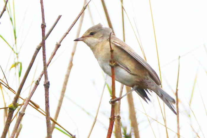 Barred Warbler