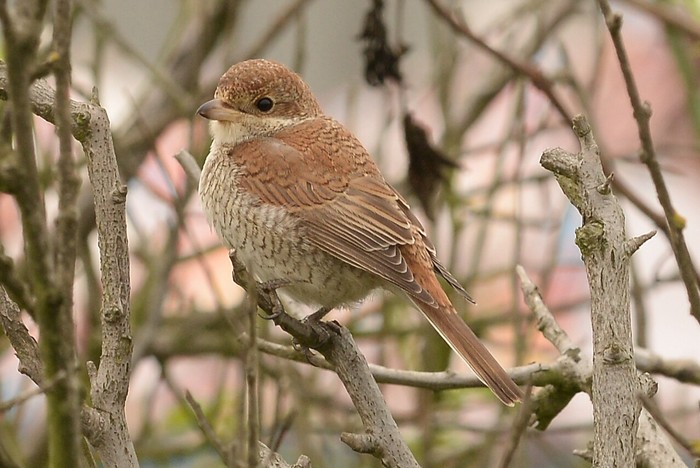 Red-backed Shrike