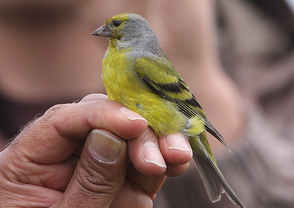 Citril Finch