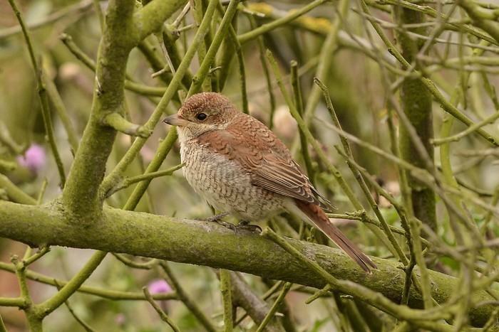 Red-backed Shrike
