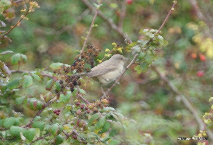 Barred Warbler