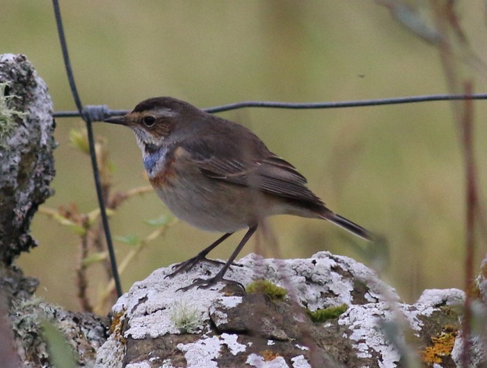 Bluethroat