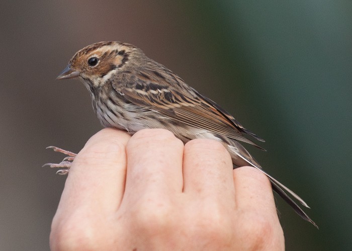 Little Bunting