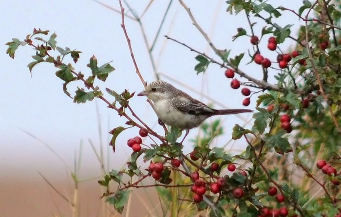 Masked Shrike