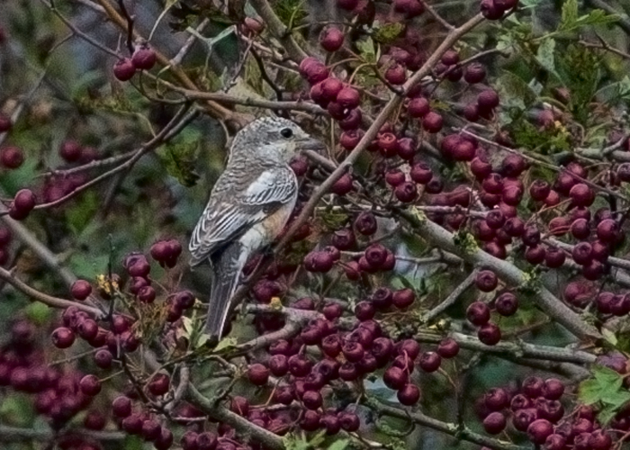 Masked Shrike