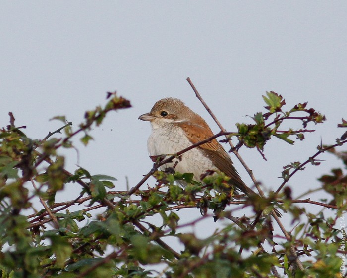 Red-backed Shrike