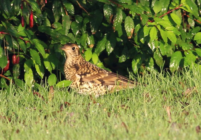 White's Thrush
