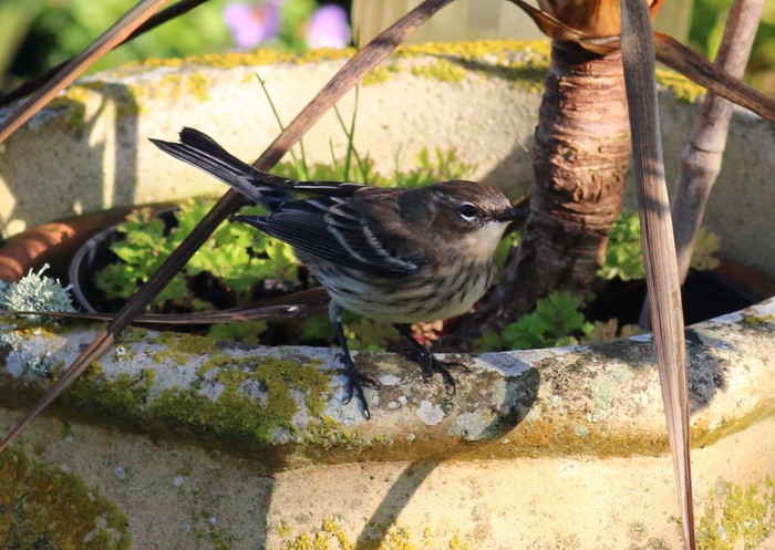Myrtle Warbler
