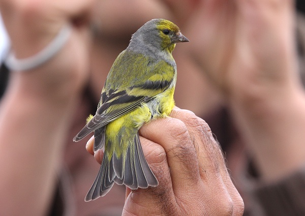 Citril Finch