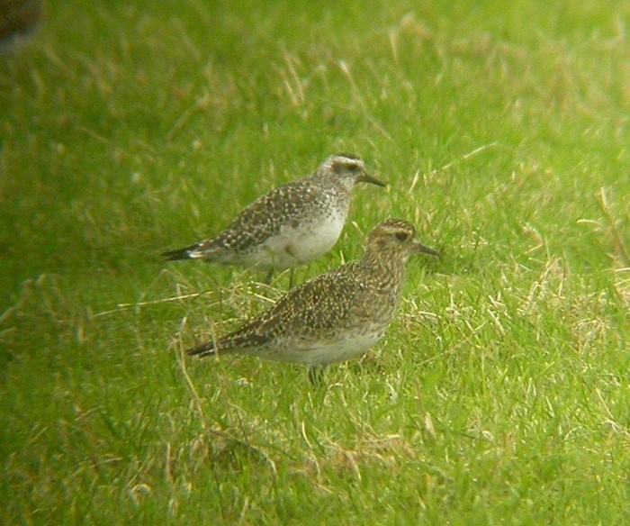American Golden Plover