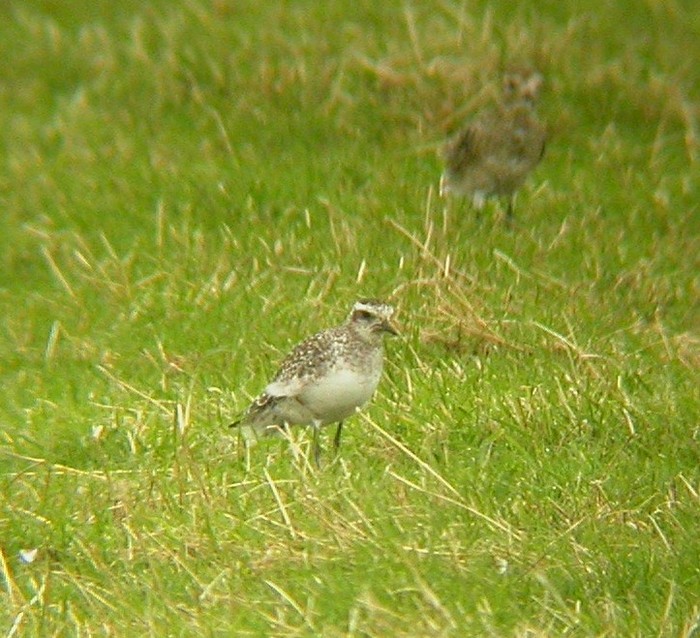 American Golden Plover