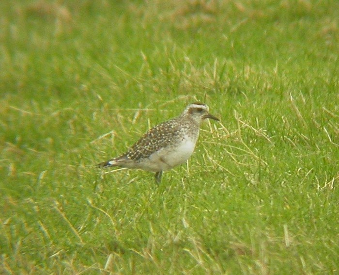 American Golden Plover