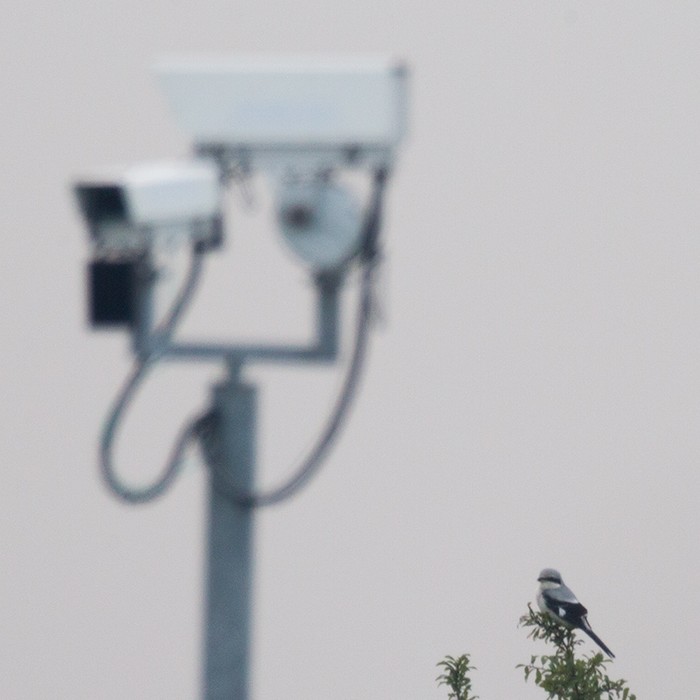 Great Grey Shrike