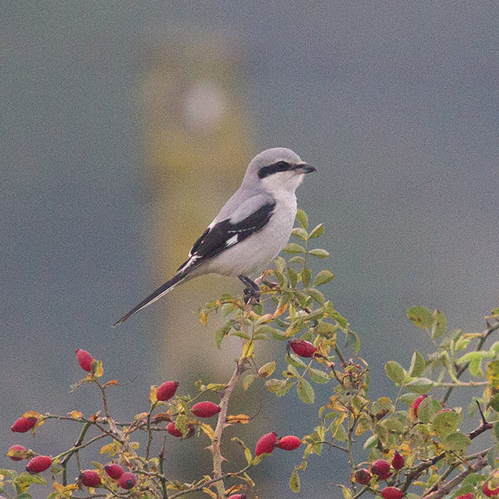 Great Grey Shrike