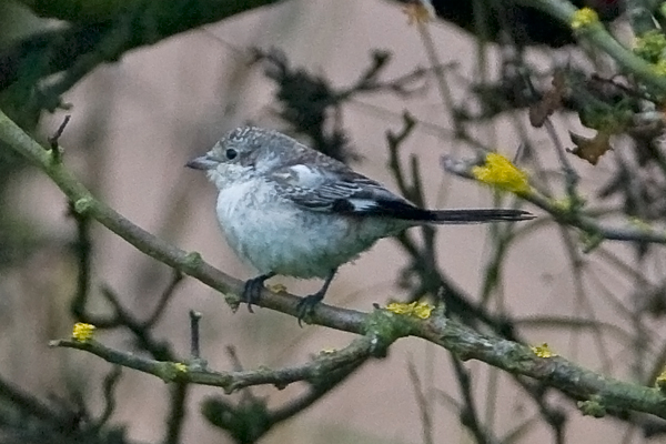 Masked Shrike