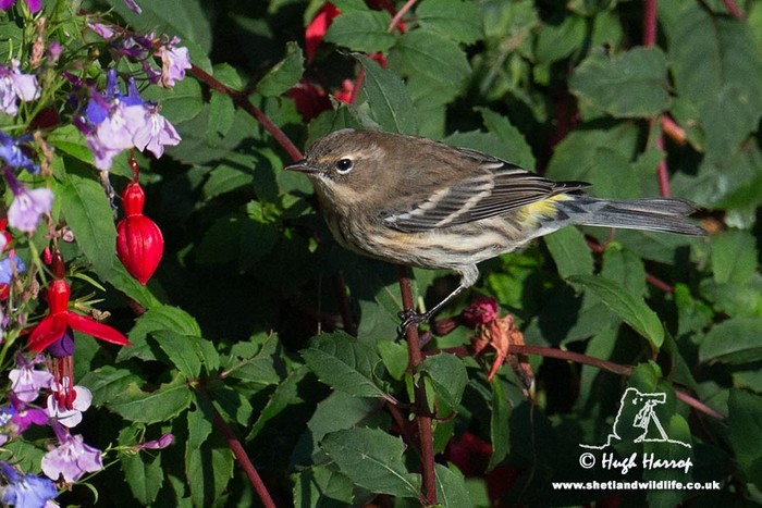 Myrtle Warbler