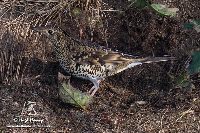 White's Thrush