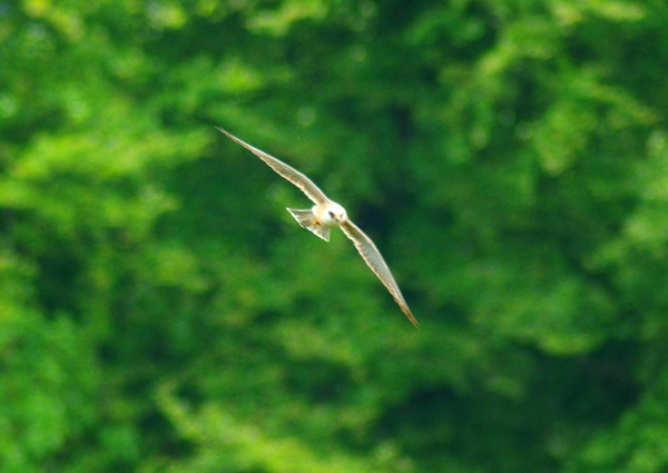 Red-footed Falcon
