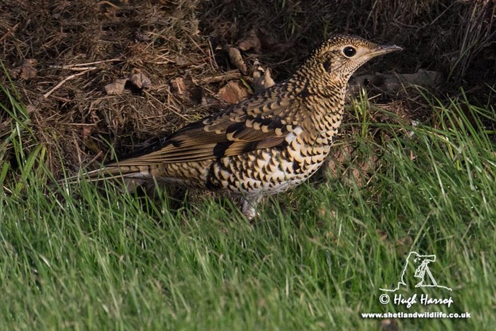 White's Thrush