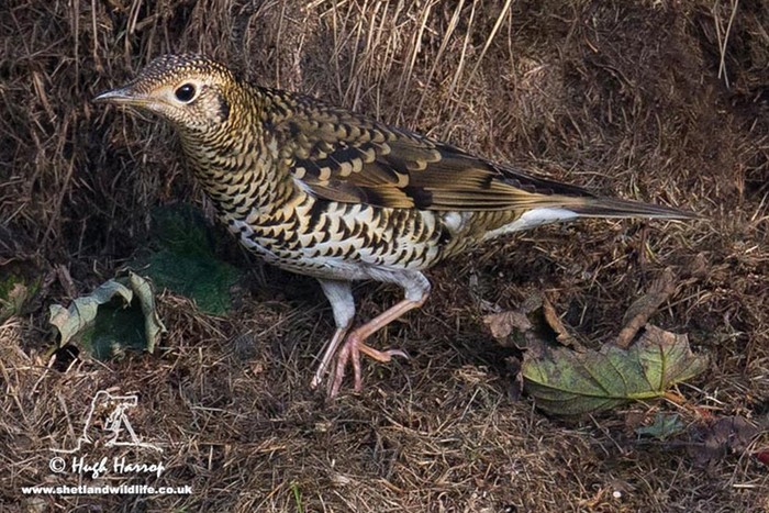 White's Thrush