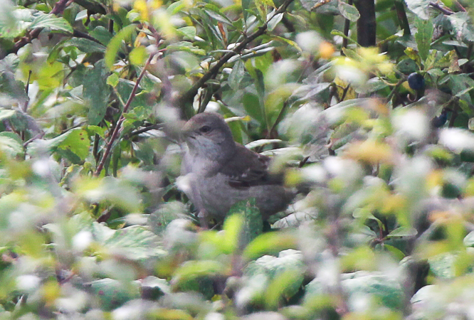 Barred Warbler