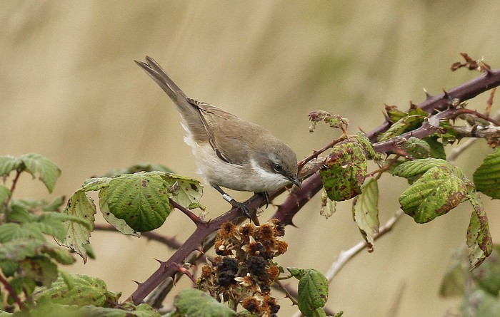 Siberian Lesser Whitethroat