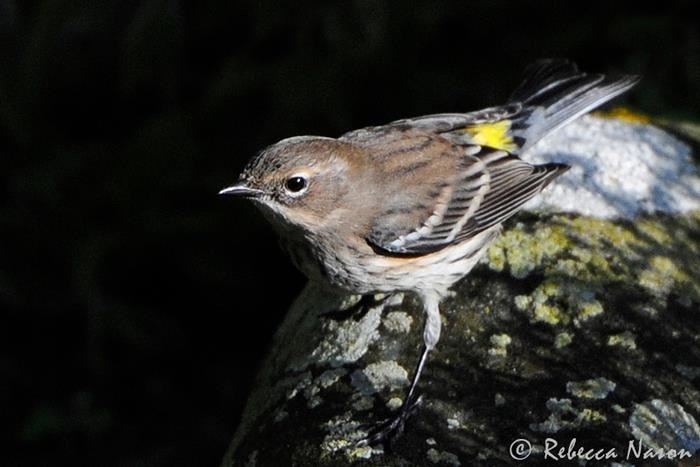Myrtle Warbler