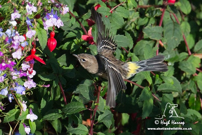 Myrtle Warbler