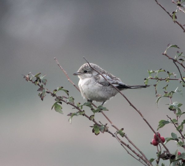 Masked Shrike