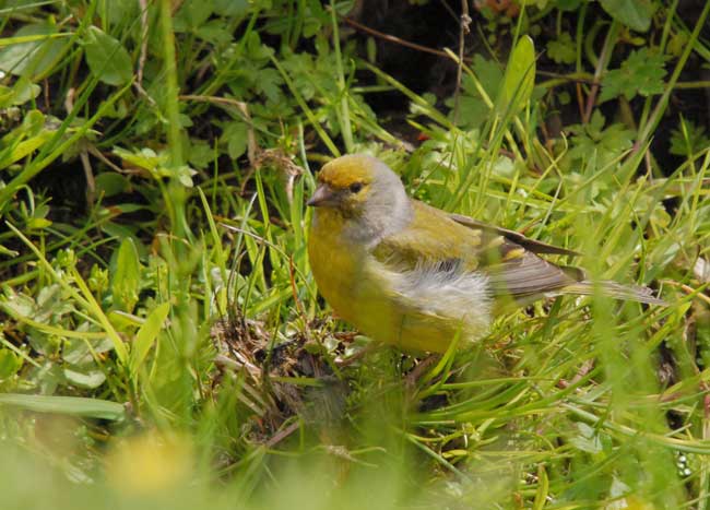 Citril Finch