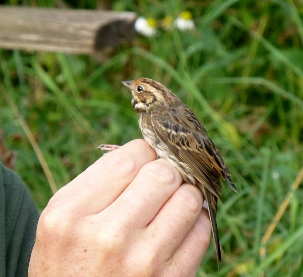 Little Bunting