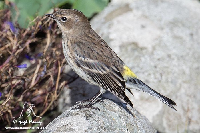 Myrtle Warbler