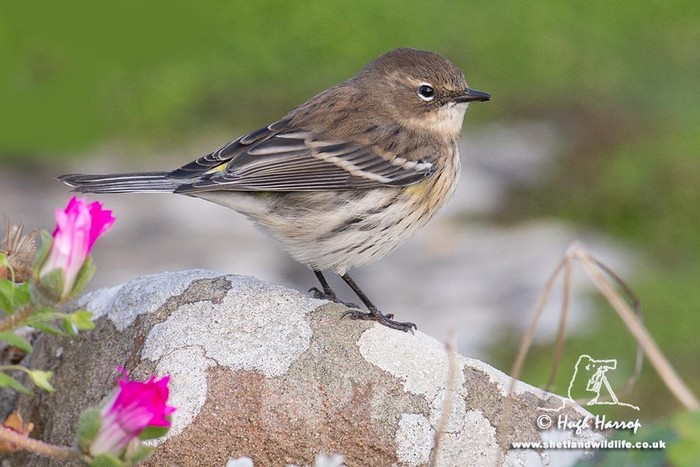 Myrtle Warbler