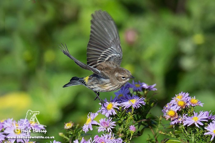 Myrtle Warbler