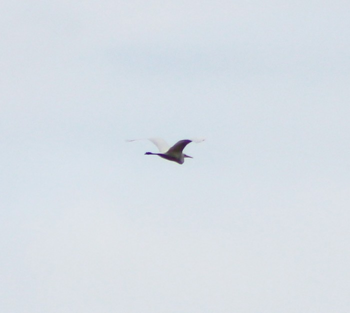 Great White Egret