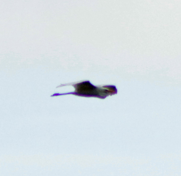 Great White Egret