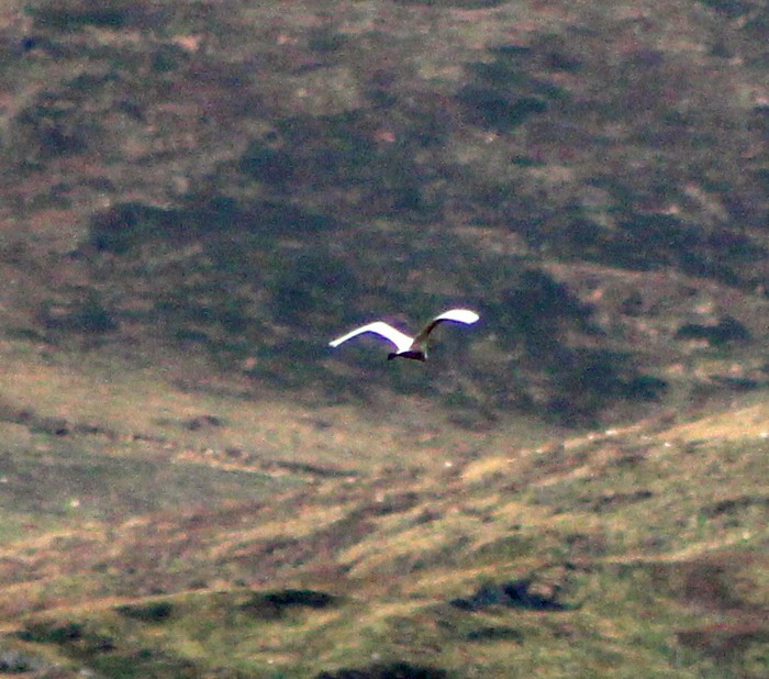Great White Egret