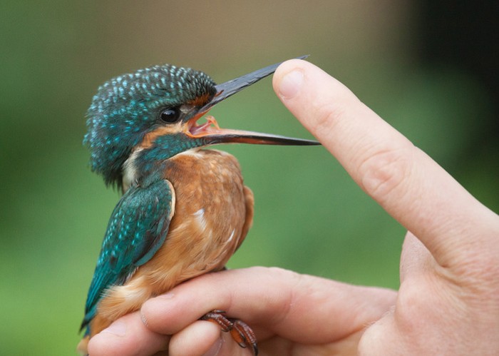 Kingfisher