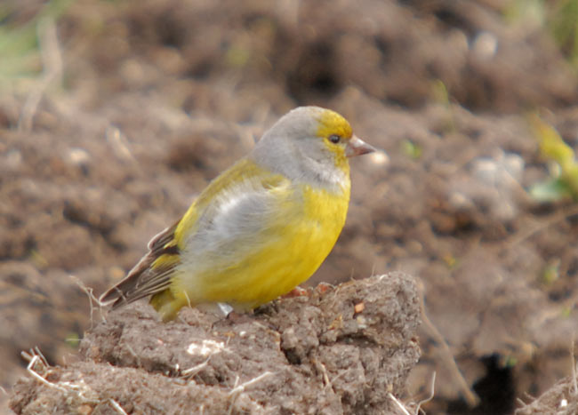 Citril Finch