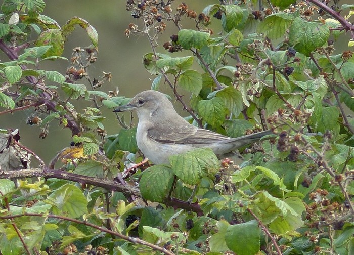 Barred Warbler