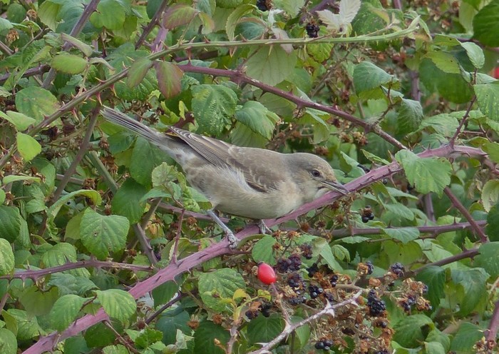 Barred Warbler