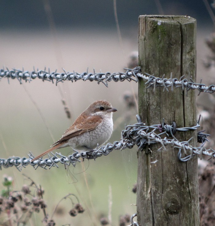 Red-backed Shrike