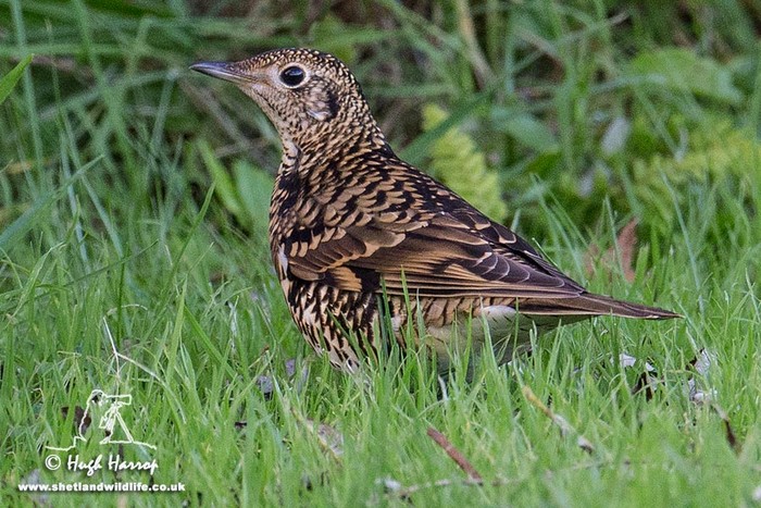 White's Thrush