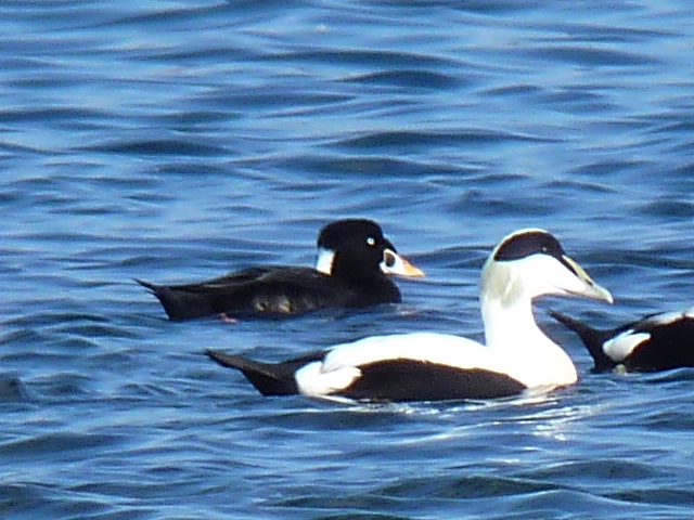 Surf Scoter