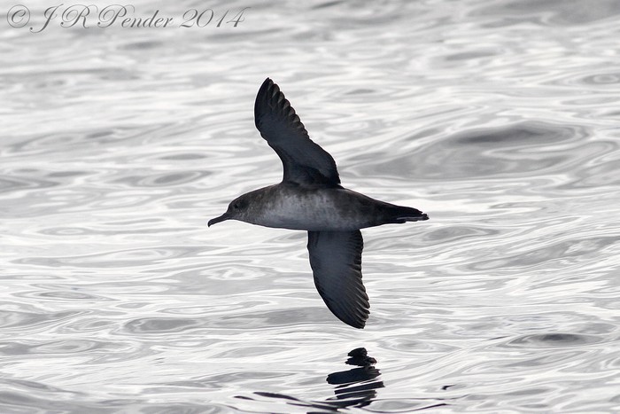 Balearic Shearwater