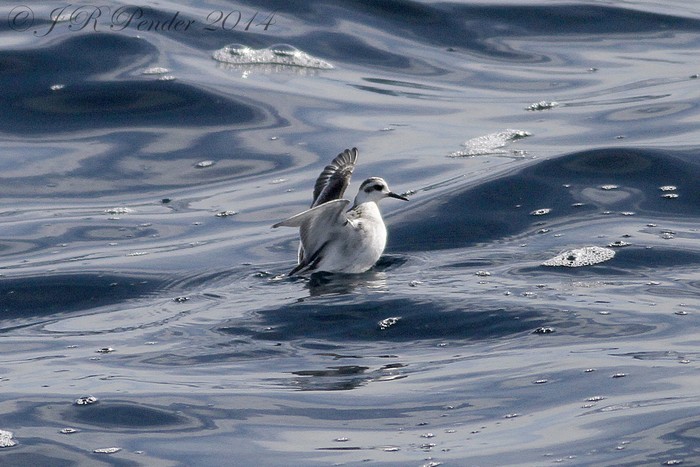 Grey Phalarope