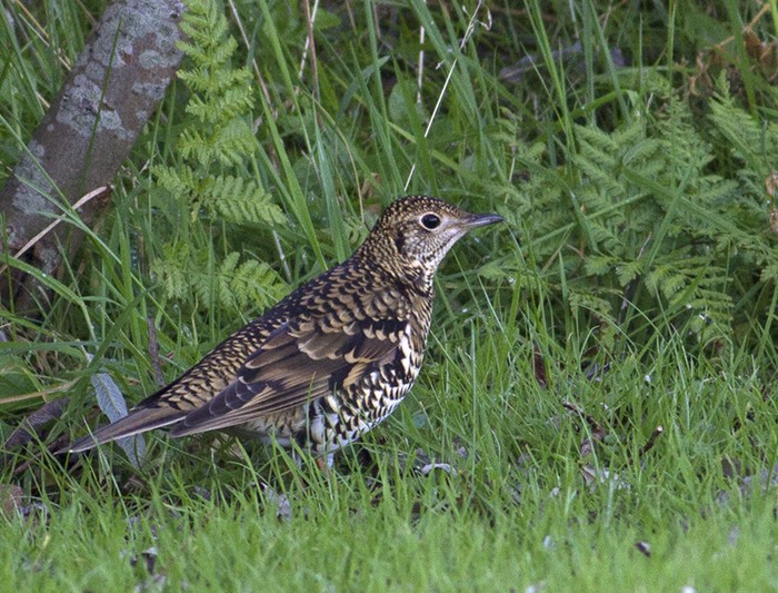 White's Thrush