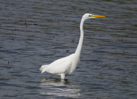 Great White Egret