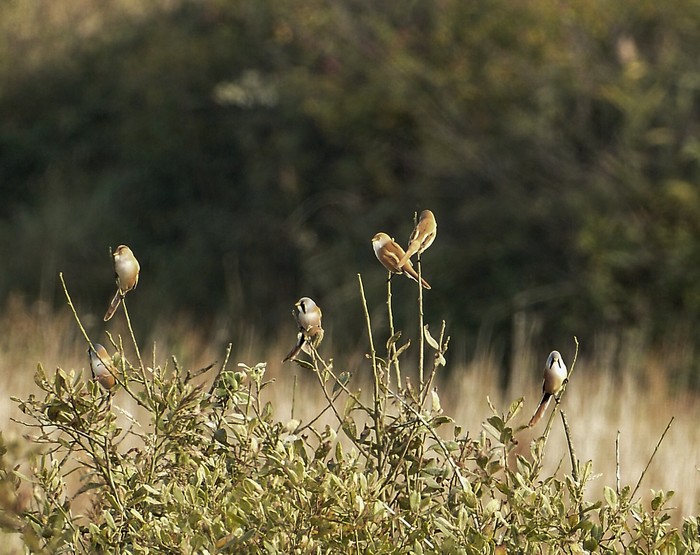 Bearded Tit