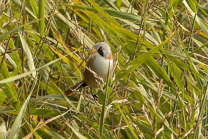 Bearded Tit